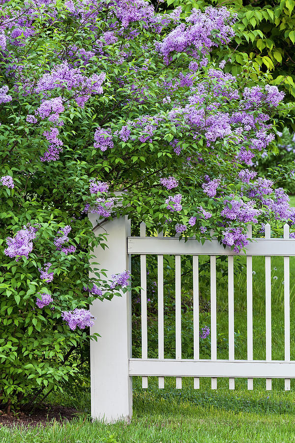 Fence And Lilac Blossoms Photograph by Alan L Graham
