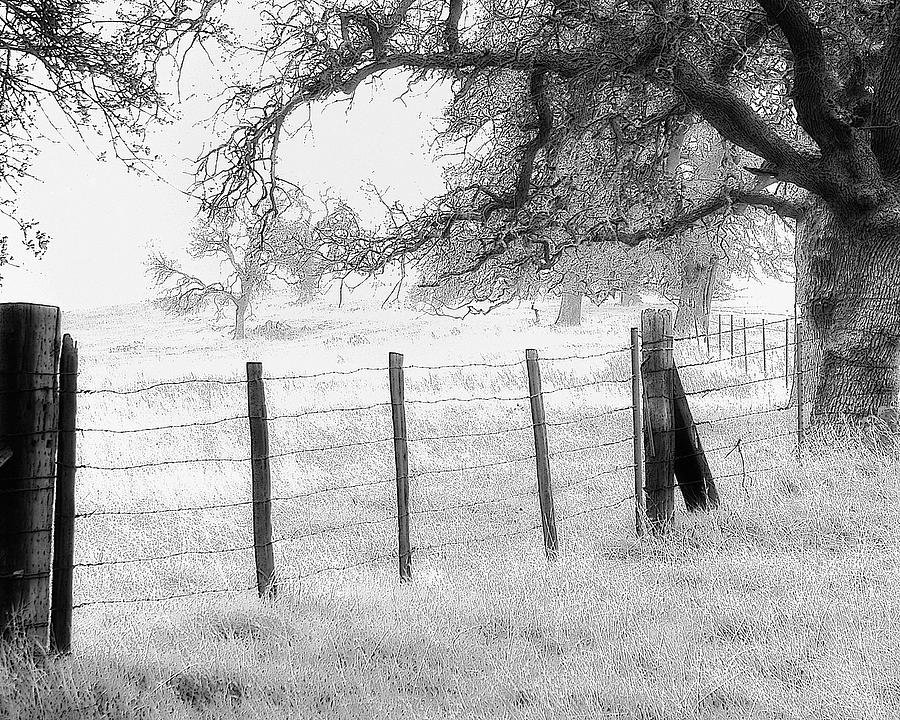 Fence and Oaks Photograph by Floyd Hopper