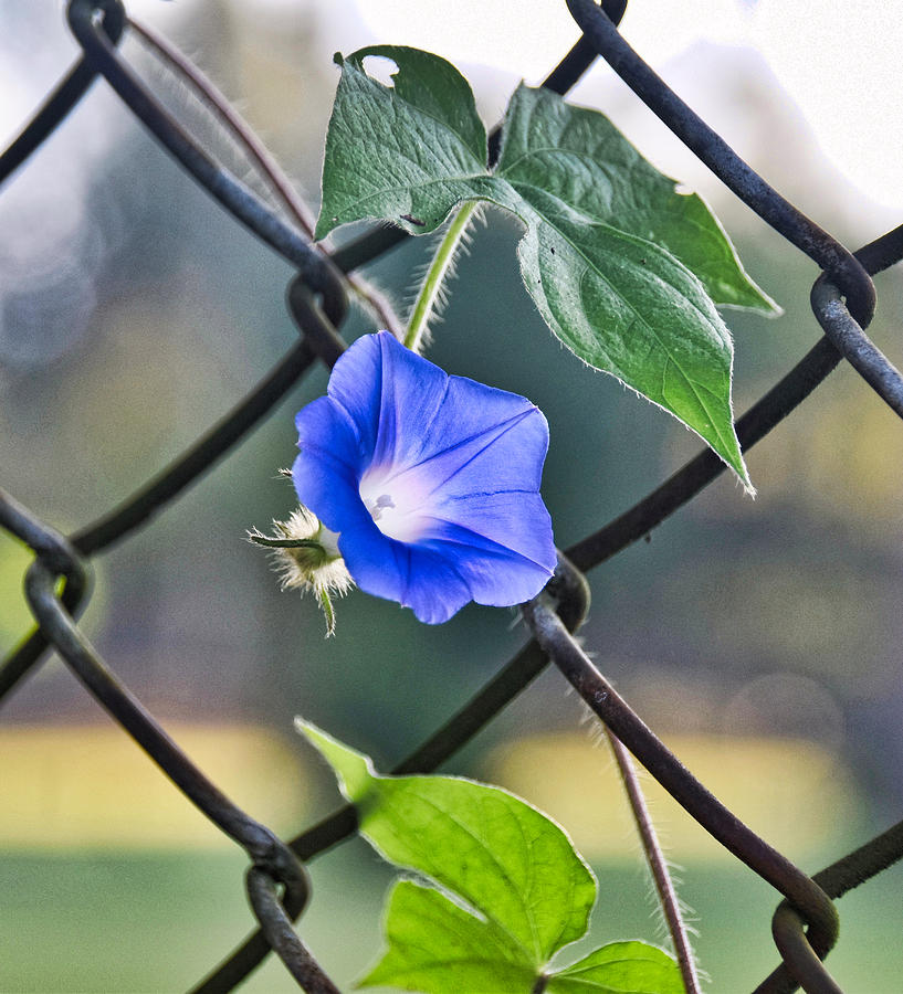 Fence Beauty Photograph by Linda Brown