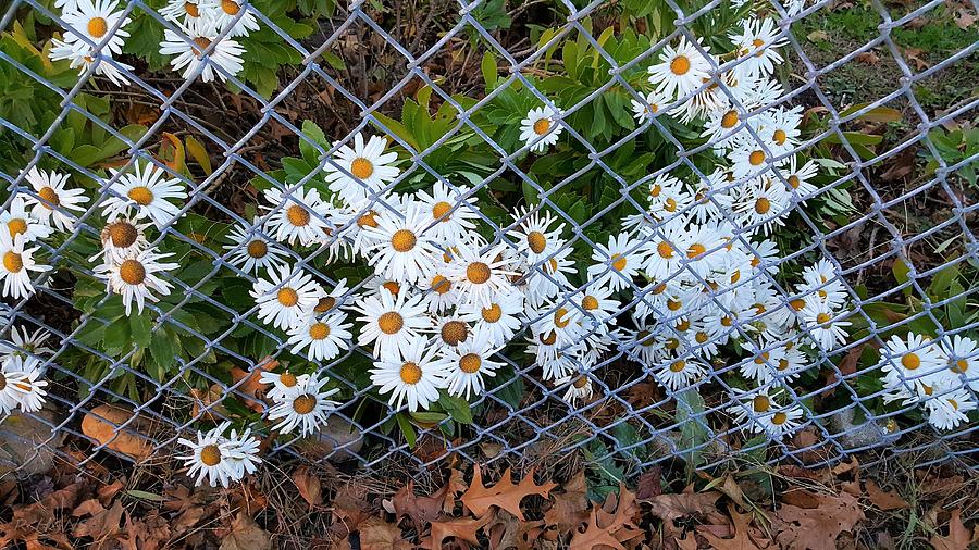 Fence Daisys Photograph by Rob Hans