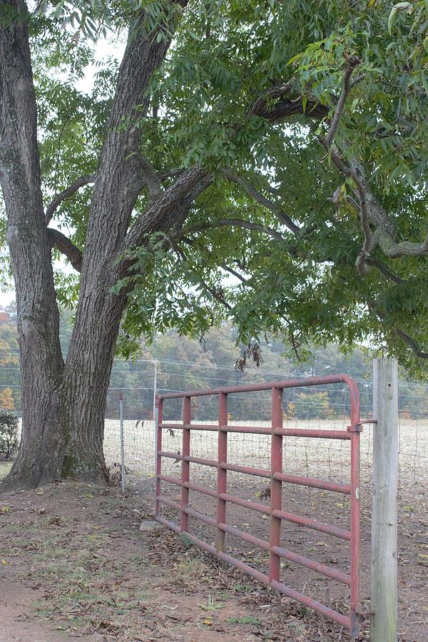 Fence, Gate, and Tree Photograph by Ali Baucom