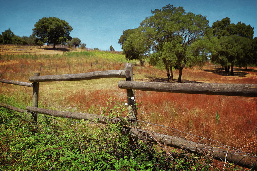 Fence in Countryside Photograph by Carlos Caetano