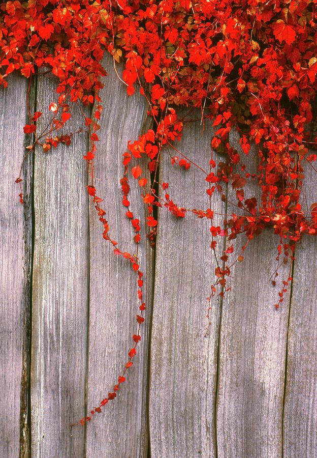 Fence In Fall  Photograph by Lyle Crump
