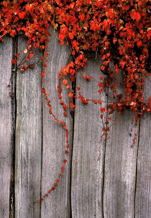 Fence In Fall Two  Digital Art by Lyle Crump
