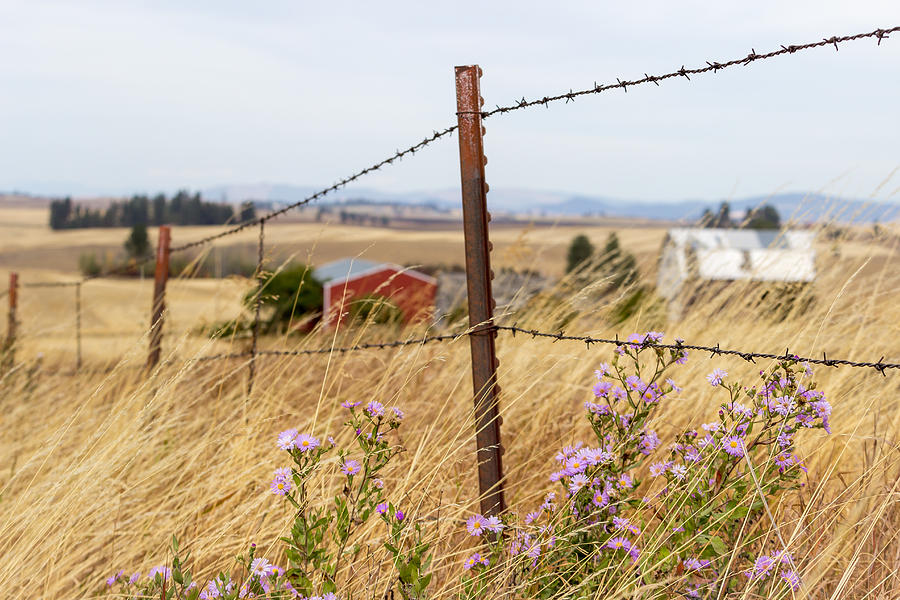 Fence Line Flowers Photograph by Brad Stinson
