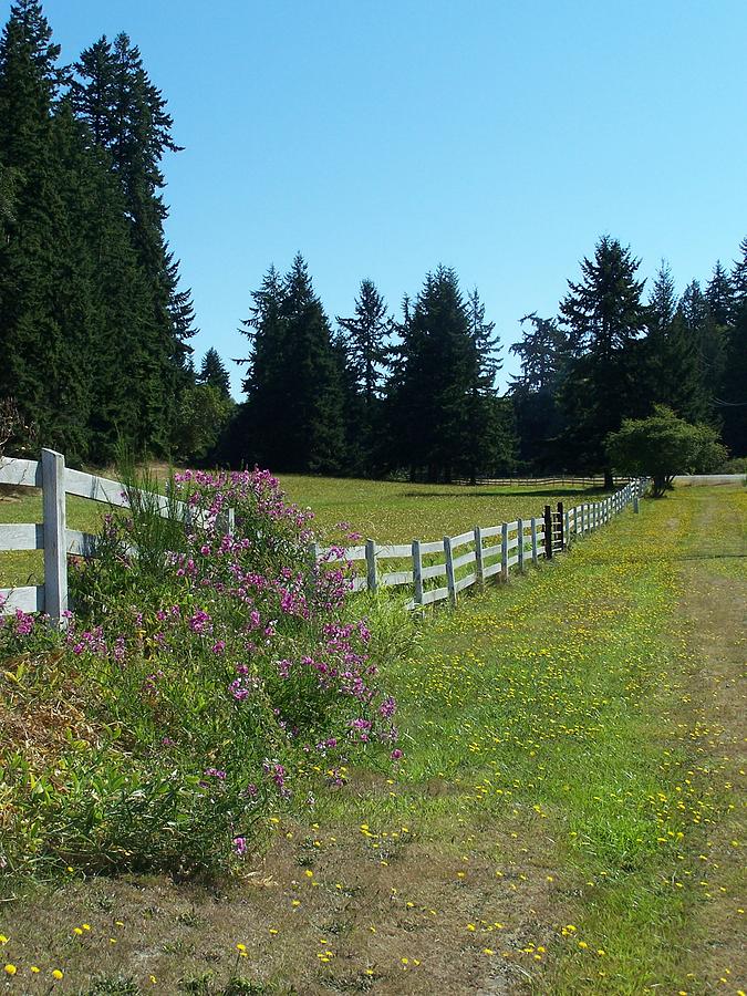 Fence Line Photograph by Gene Ritchhart