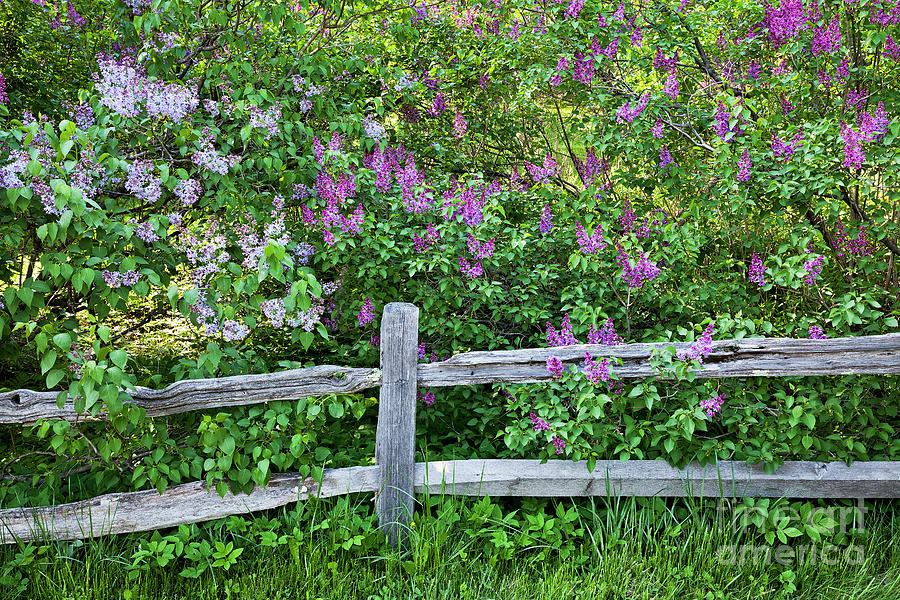 Fence Line Lilacs 2 Photograph