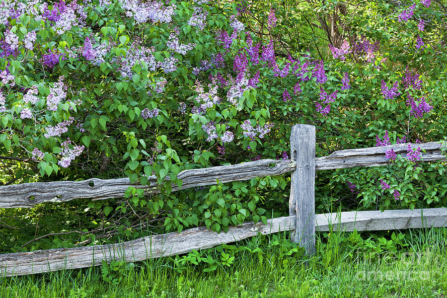 Fence Line Lilacs Photograph