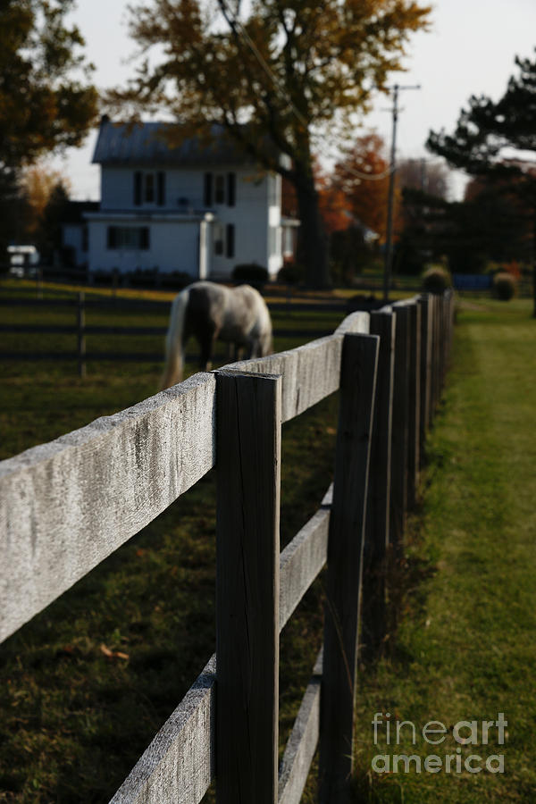 Fence Line Photograph by Linda Shafer