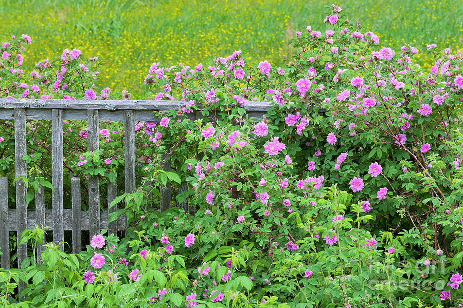 Fence Line Roses Photograph by Alan L Graham