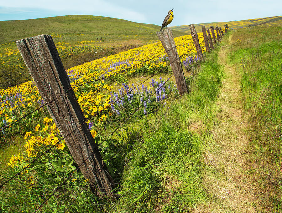 Fence Line Song Photograph by Angie Vogel