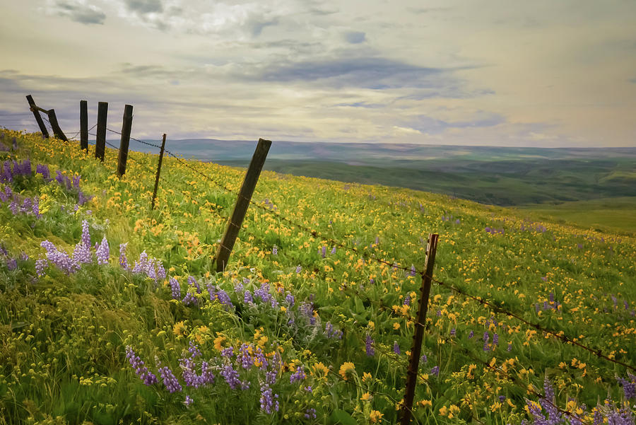 Fence Line Wildflowers Photograph by Don Schwartz