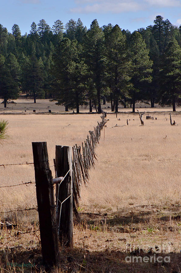 Fence Lines and Angles Photograph by Debby Pueschel