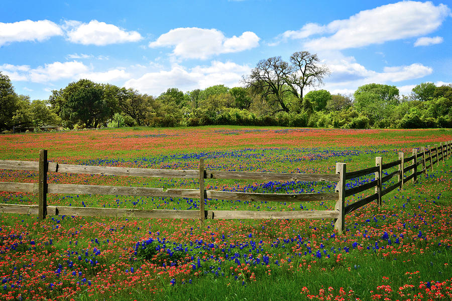 Fence Lines and Wildflowers in the Hill Country Photograph by Lynn Bauer