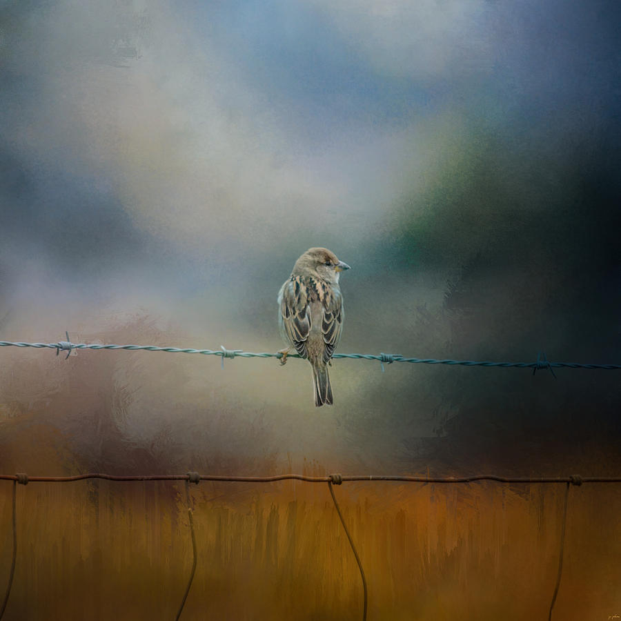 Bird Photograph - Fence Master by Jai Johnson