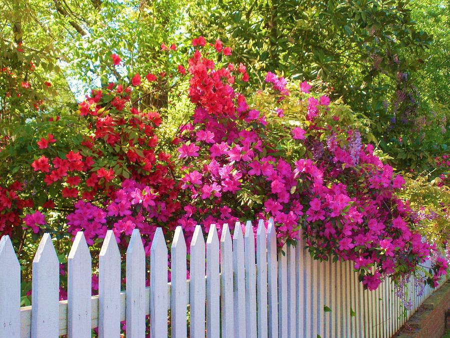 Fence of Beauty Photograph by Jeanette Oberholtzer
