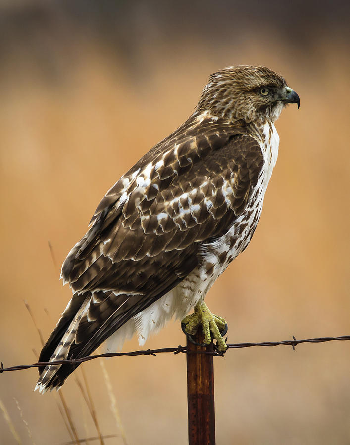 Fence Patrol Photograph by Steve Marler - Fine Art America