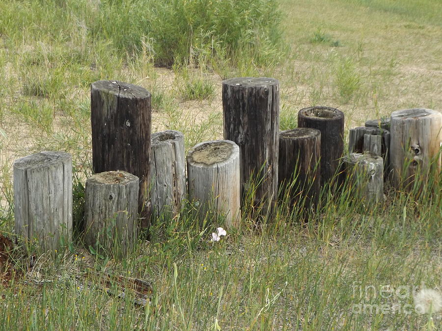 Fence Post all in a Row Photograph by Erick Schmidt