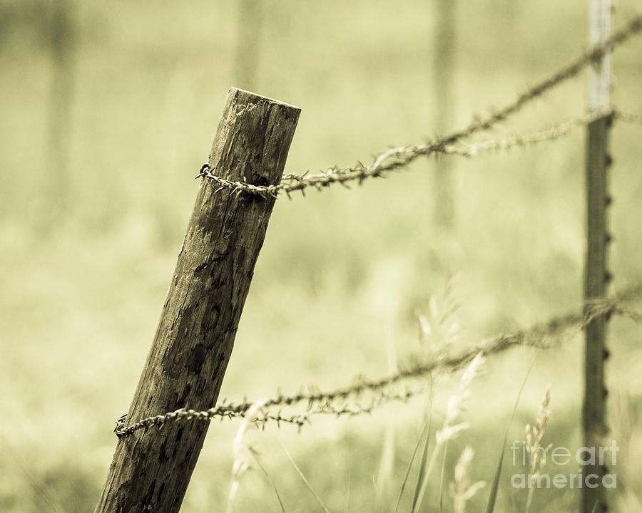 Fence Post and Barbed Wire Photograph by Pam  Holdsworth