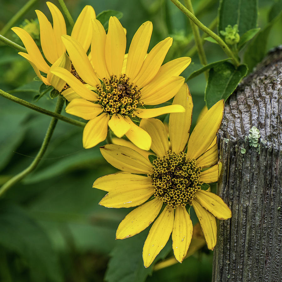 Fence Post And Wildflowers Photograph by Paul Freidlund
