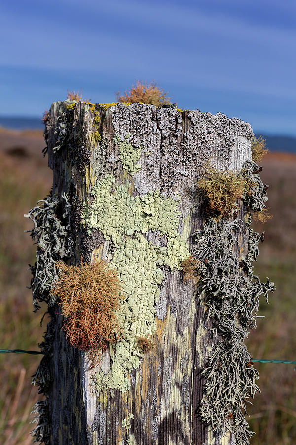 Fence Post Encrusted with Lichen  Photograph by Kathleen Bishop