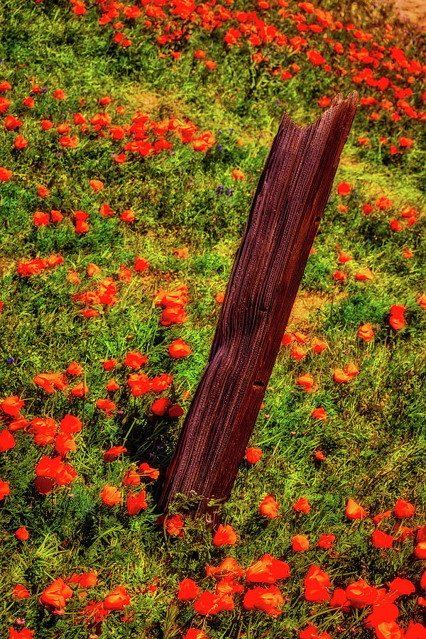 Fence Post In Poppy Field Photograph by Garry Gay