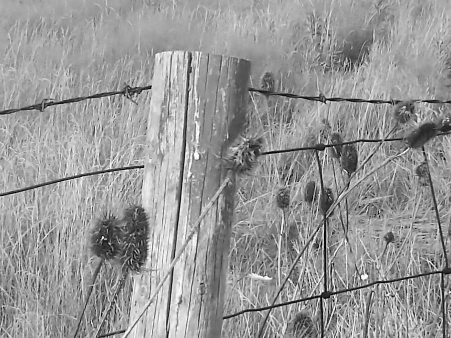 Fence Post Photograph