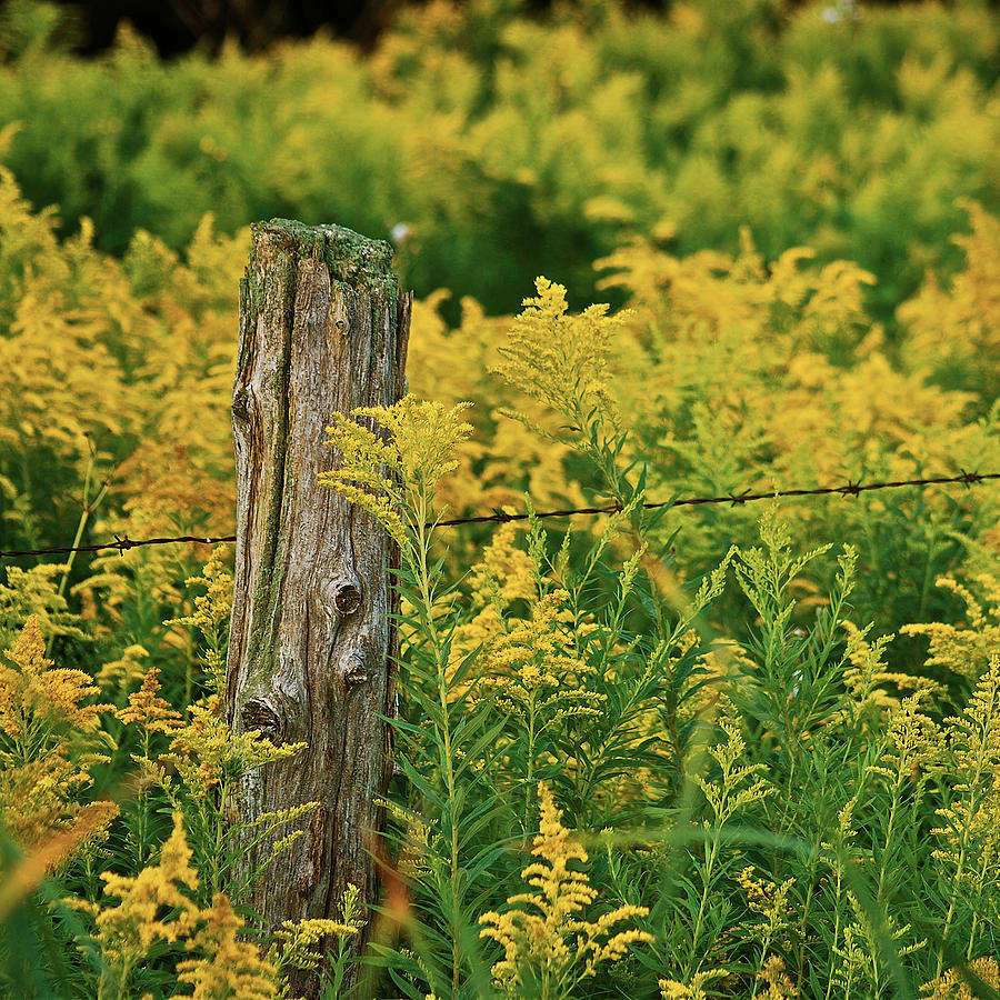 Fall Photograph - Fence Post7139 by Michael Peychich