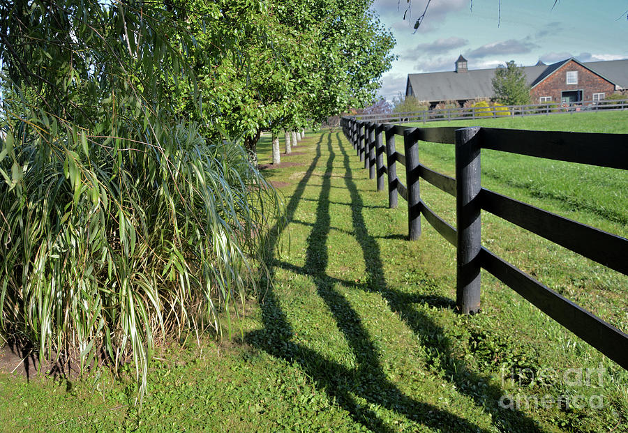 Fence Shadow Photograph by Andrea Simon