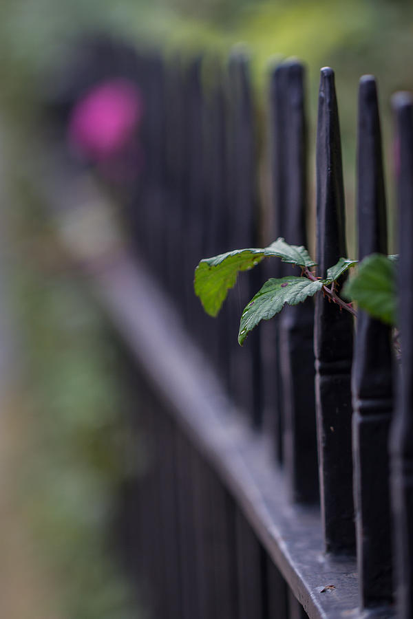 Abstract Photograph - Fence Vertical by Clare Bambers