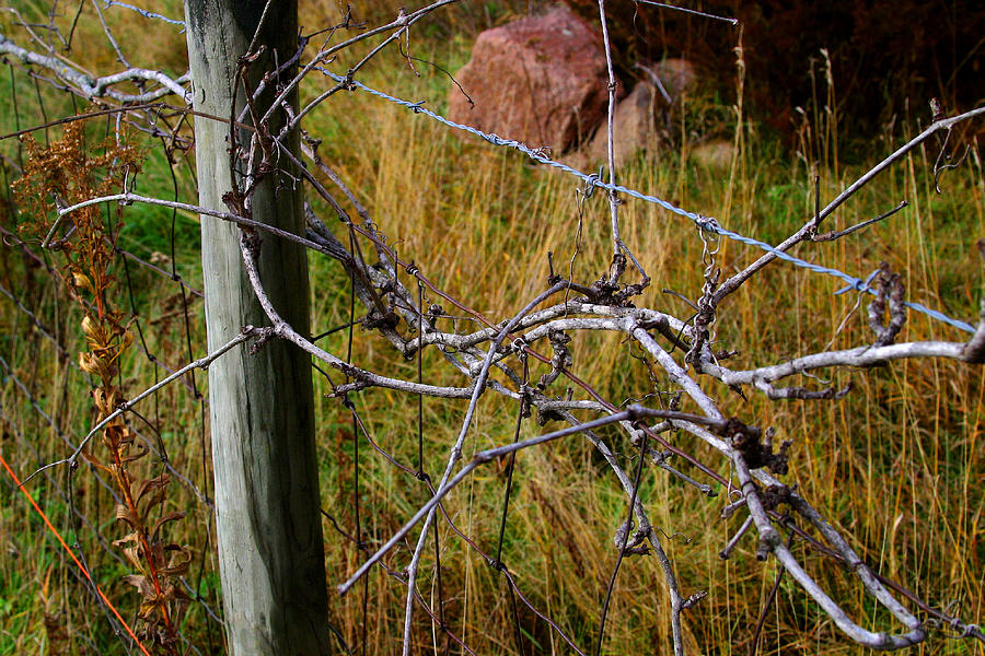 Fence  with  Vines Photograph by William Meemken