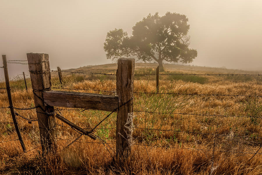 Fenced in Fog Photograph by Peter Tellone