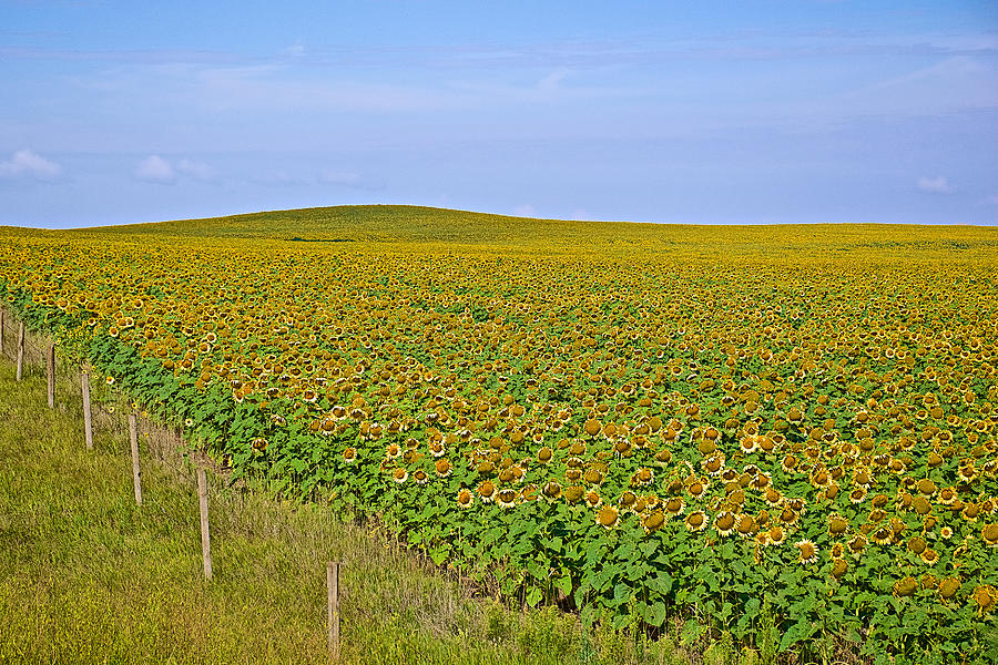 Fenced-in Sunflowers in Northwest North Dakota  Photograph by Ruth Hager