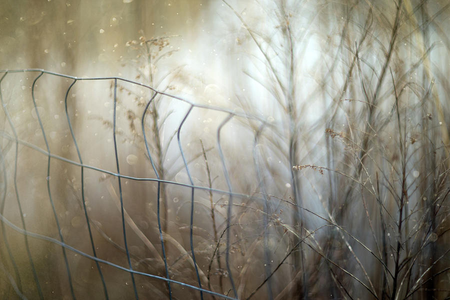 Fall Photograph - Fenced by June Marie Sobrito