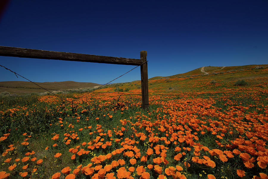 Fenceline and Hillside of California Poppies During the Superbl ...