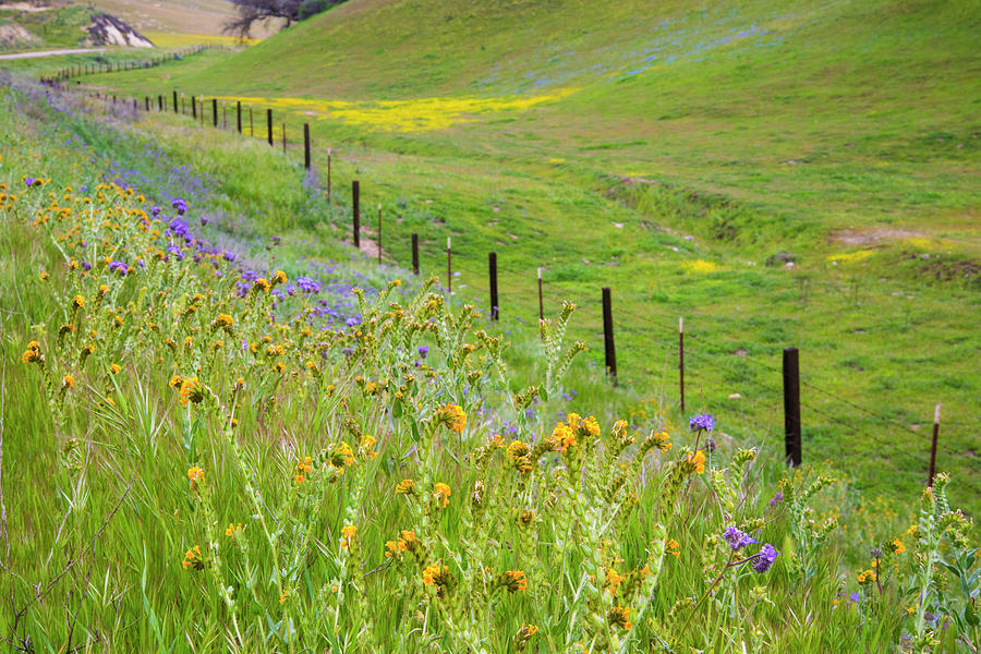 Fenceline Wildflowers on Highway 58 Photograph by Lynn Bauer