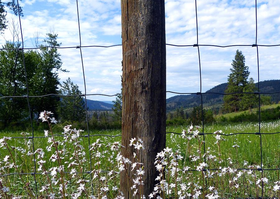 Fenceline Wildflowers Photograph