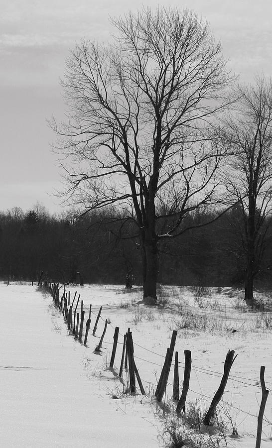 Fencing Photograph by Bill Maile - Fine Art America