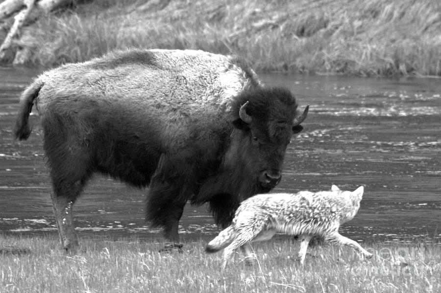 Fending Off The Coyote Black And White Photograph by Adam Jewell