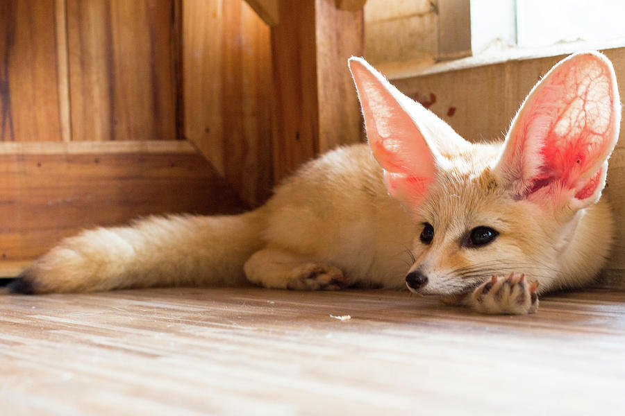 Fennec Fox 1 Year Isolate On Background,front View From The Top ...