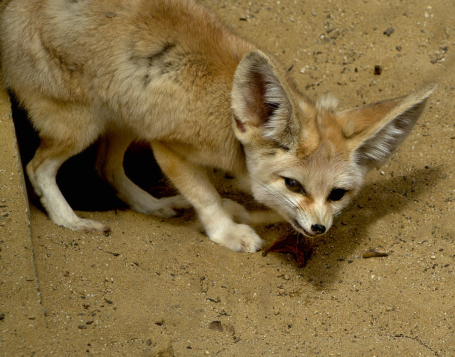 Fennec Fox Photograph by Michael Gordon