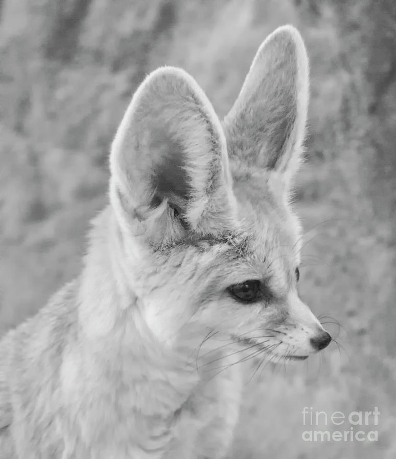 Fennec Fox Profile Photograph by Ruth Jolly