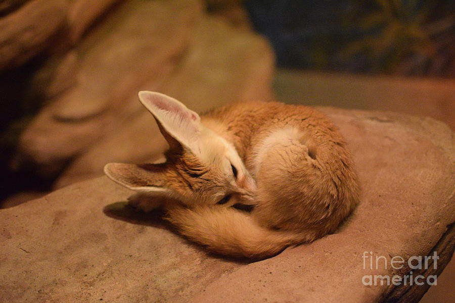 Fennec Fox sleeping Photograph by Jennifer Craft