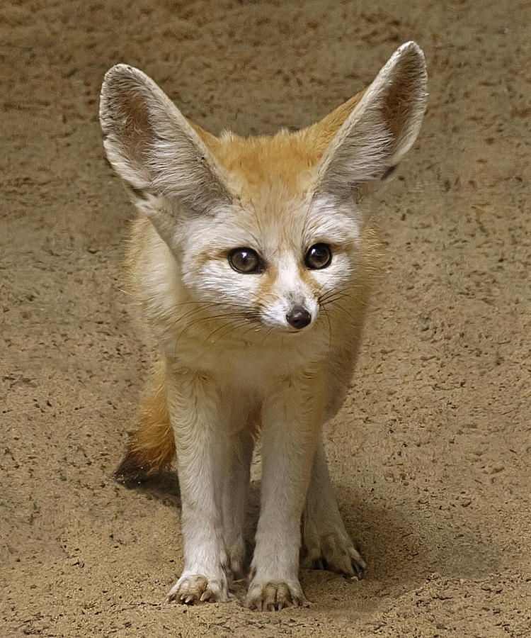 Fennec Fox Photograph by Wes and Dotty Weber