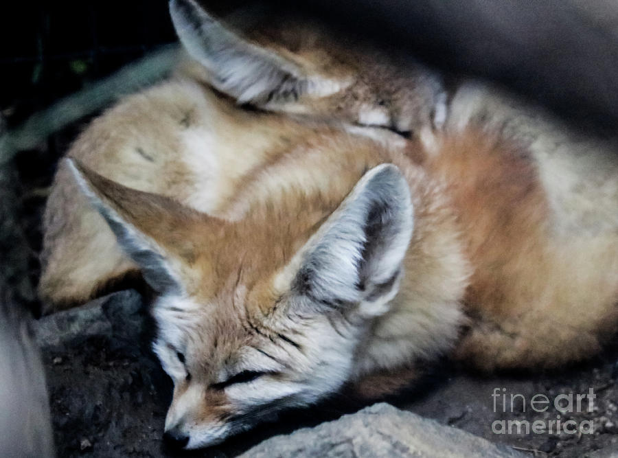 Fennec Foxes Photograph by Suzanne Luft