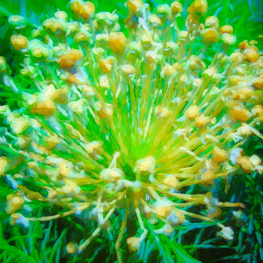 Fennel Flower Burst Mixed Media by Susan Lafleur