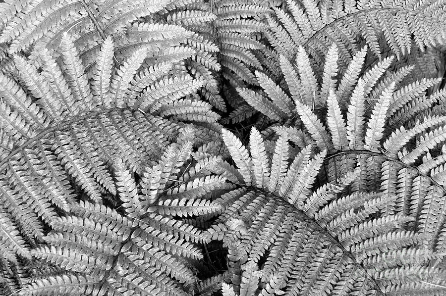 Fer fronds in Black and White Photograph by John  Mitchell