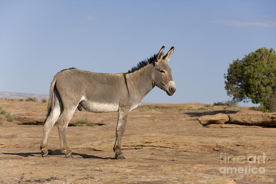 Donkey Photograph - Feral Donkey by Jean-Louis Klein & Marie-Luce Hubert