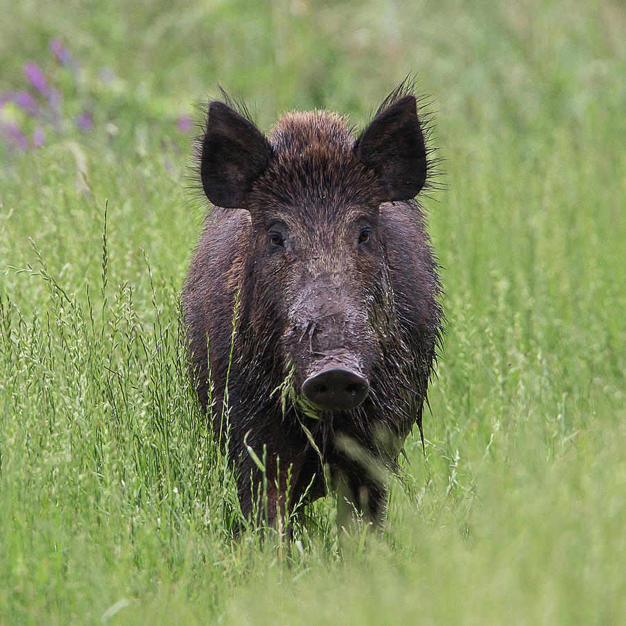 Feral Hog Photograph by Ronnie Maum - Pixels