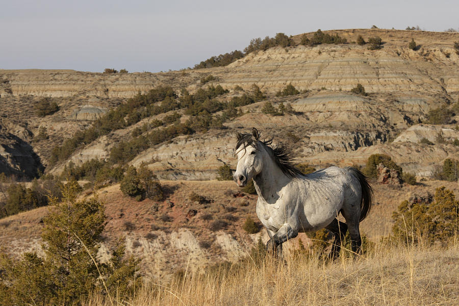 Feral Horse Photograph by Tammy Wolfe | Fine Art America